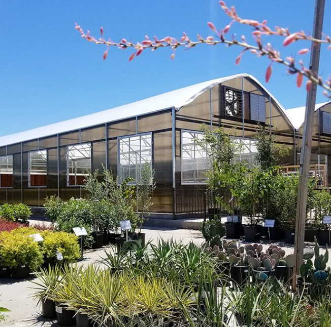 Where to Shop for Plants in Dallas — Dallasites101