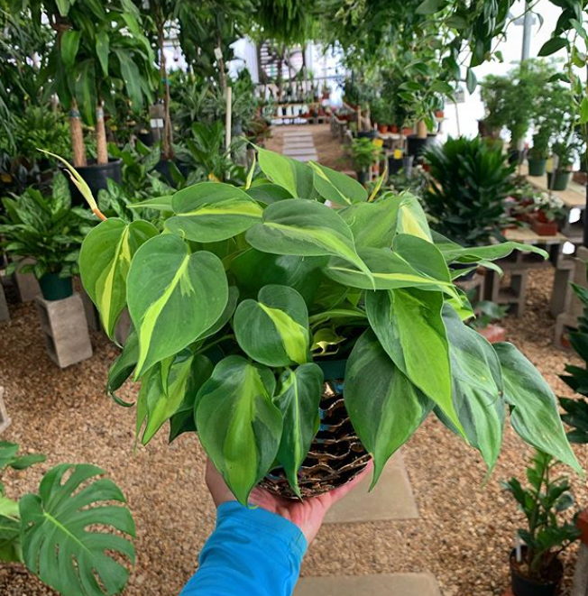 Where to Shop for Plants in Dallas — Dallasites101