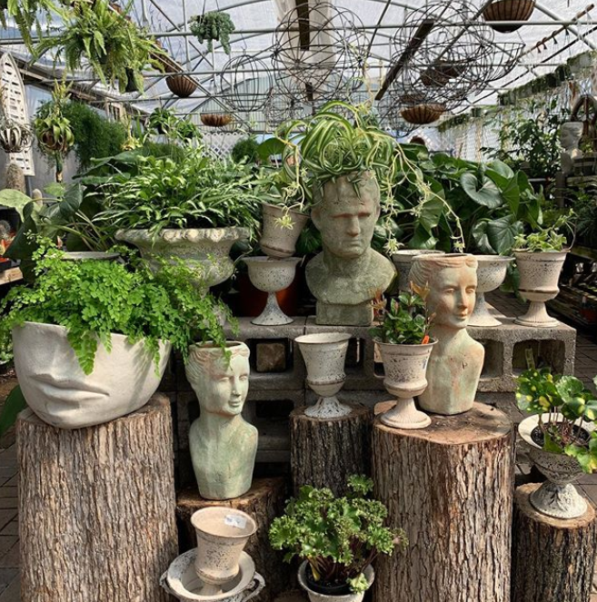 Where to Shop for Plants in Dallas — Dallasites101