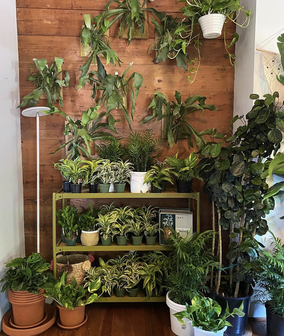 Where to Shop for Plants in Dallas — Dallasites101