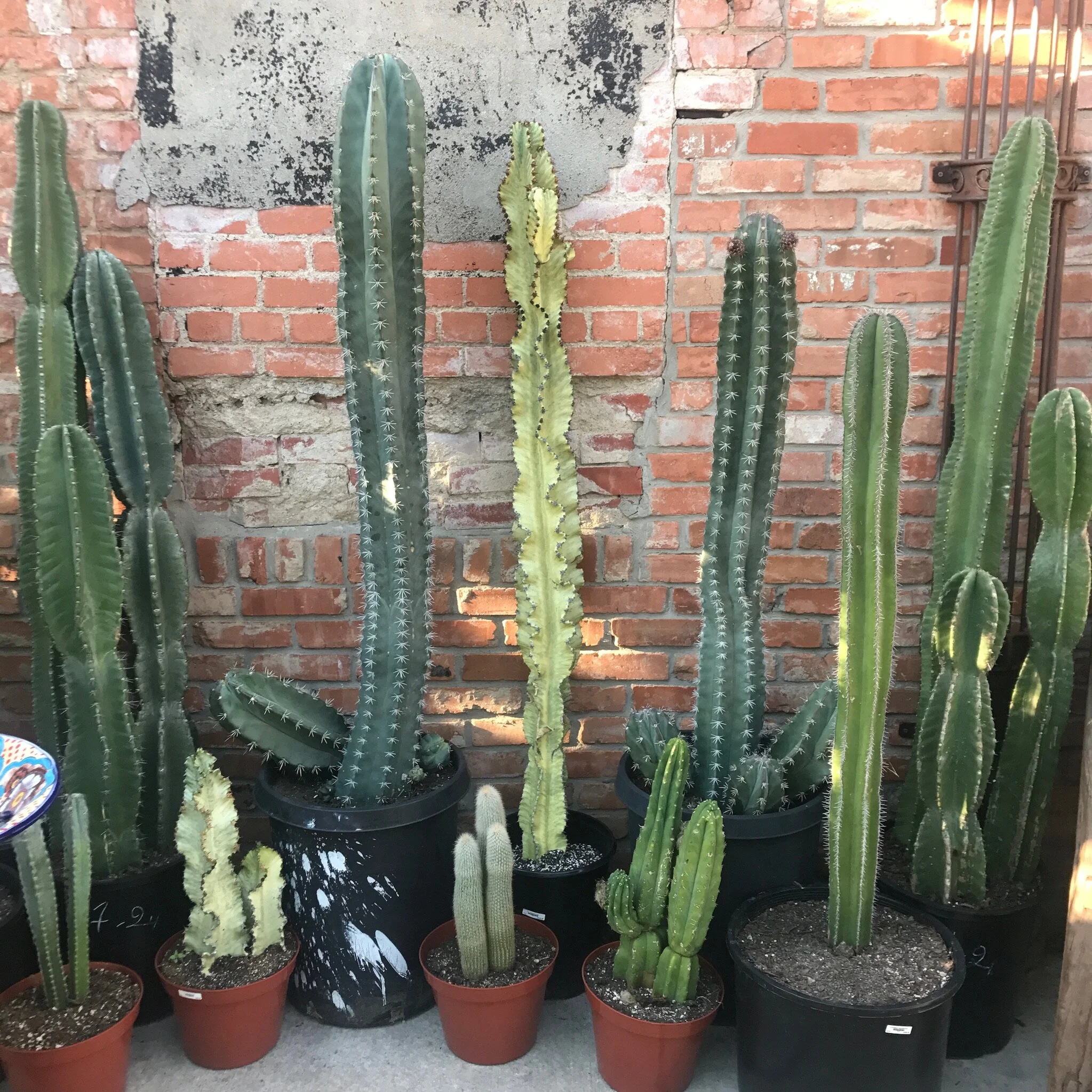 Where to Shop for Plants in Dallas — Dallasites101