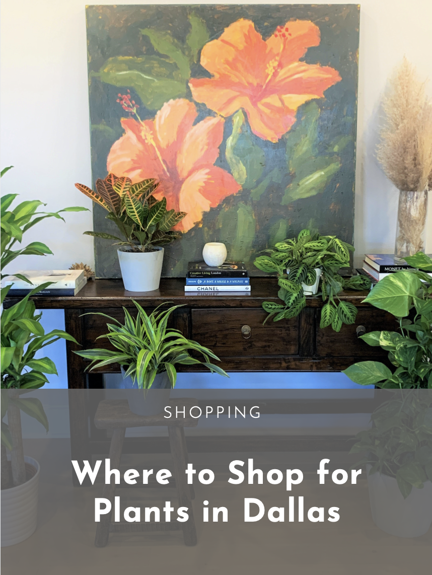 Where to Shop for Plants in Dallas — Dallasites101