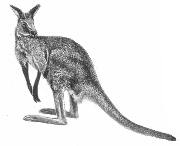 wallaby 4.gif