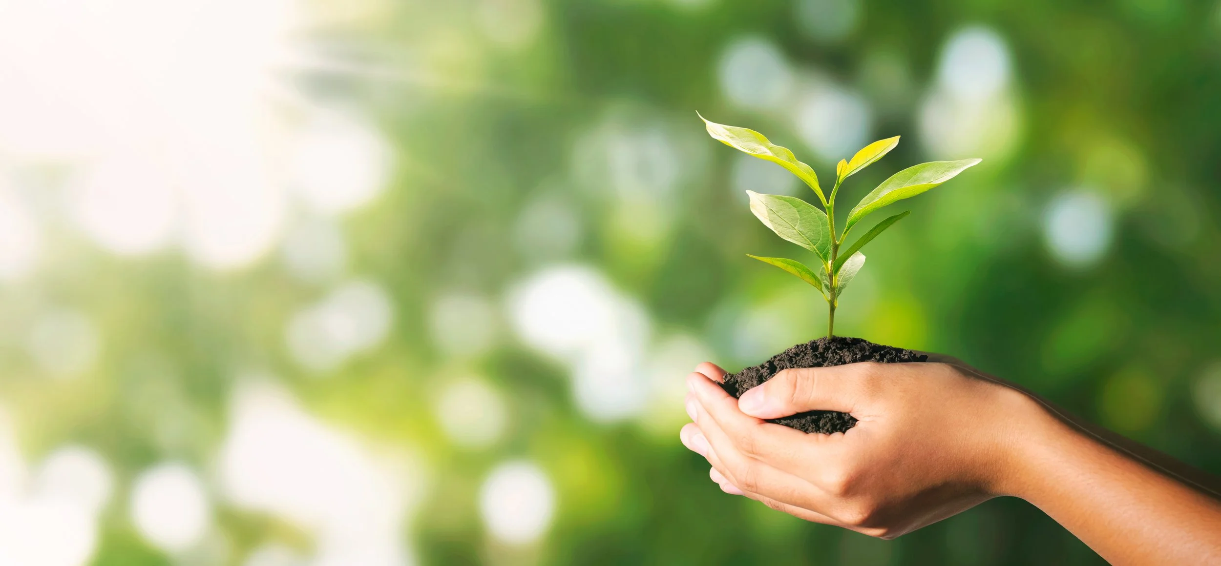 vecteezy_plant-growing-in-hand-on-green-nature-with-sunlight_22171545.jpg