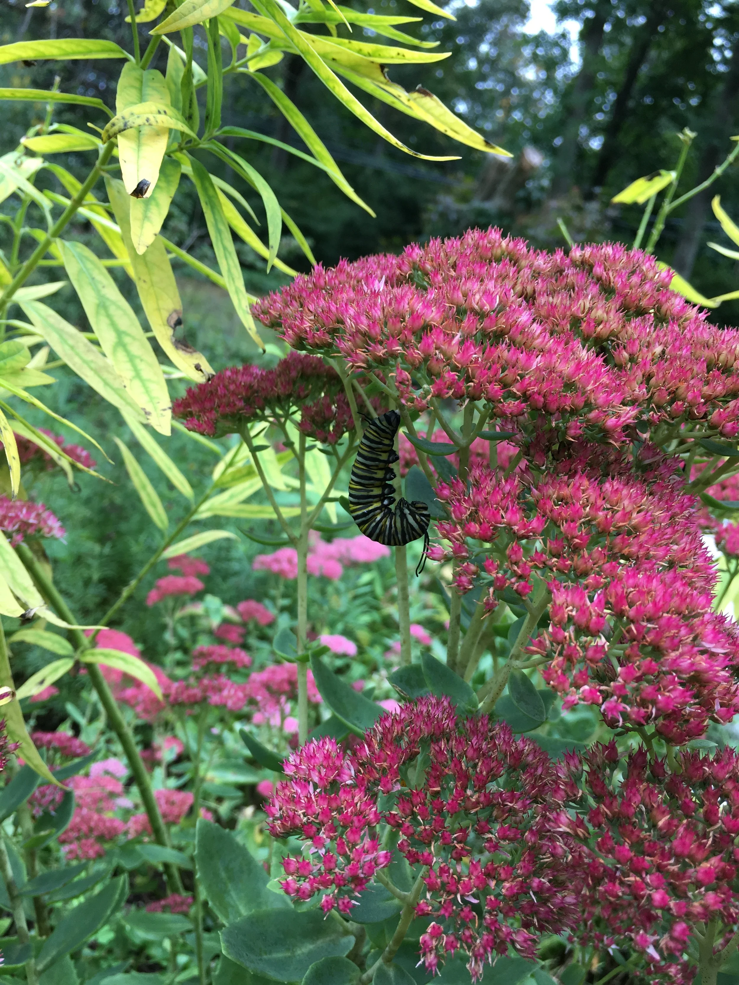 Autumn Joy Says It All