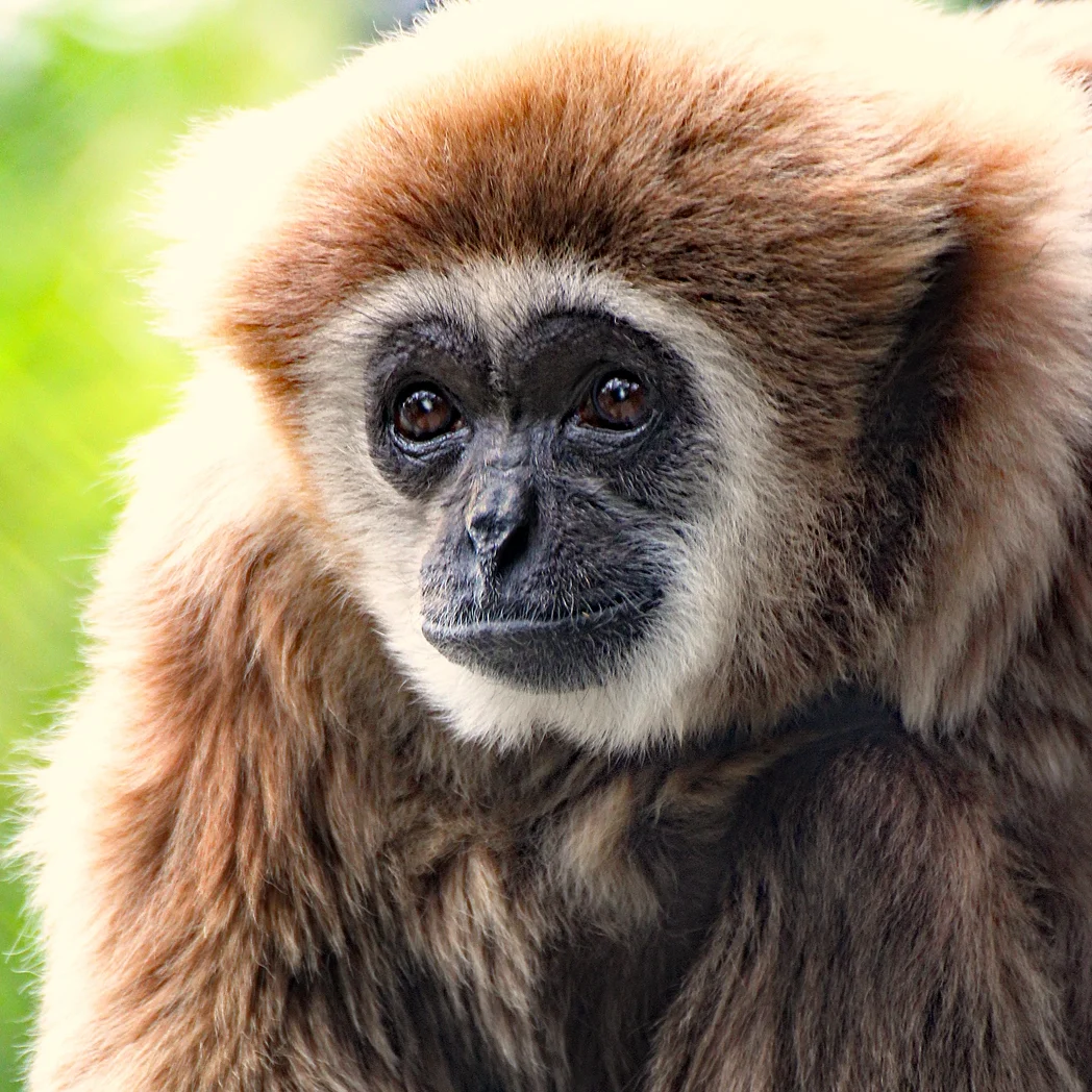 Mike Owyang - Ewell9206_Mike_Owyang_SacramentoZoo.jpg