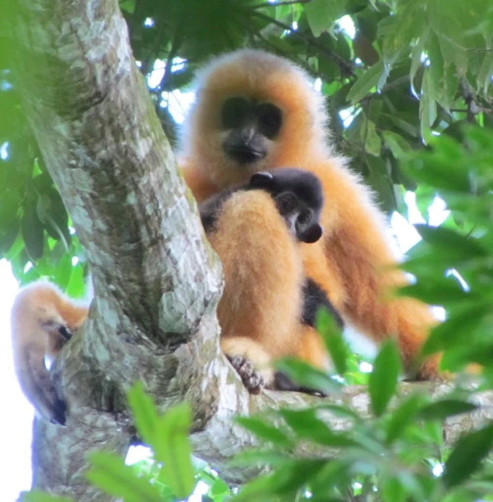 Fewer than 30 Hainan crested gibbons ( Nomascus hainanus ) remain in the wild. This species is considered the most endangered primate in the world.