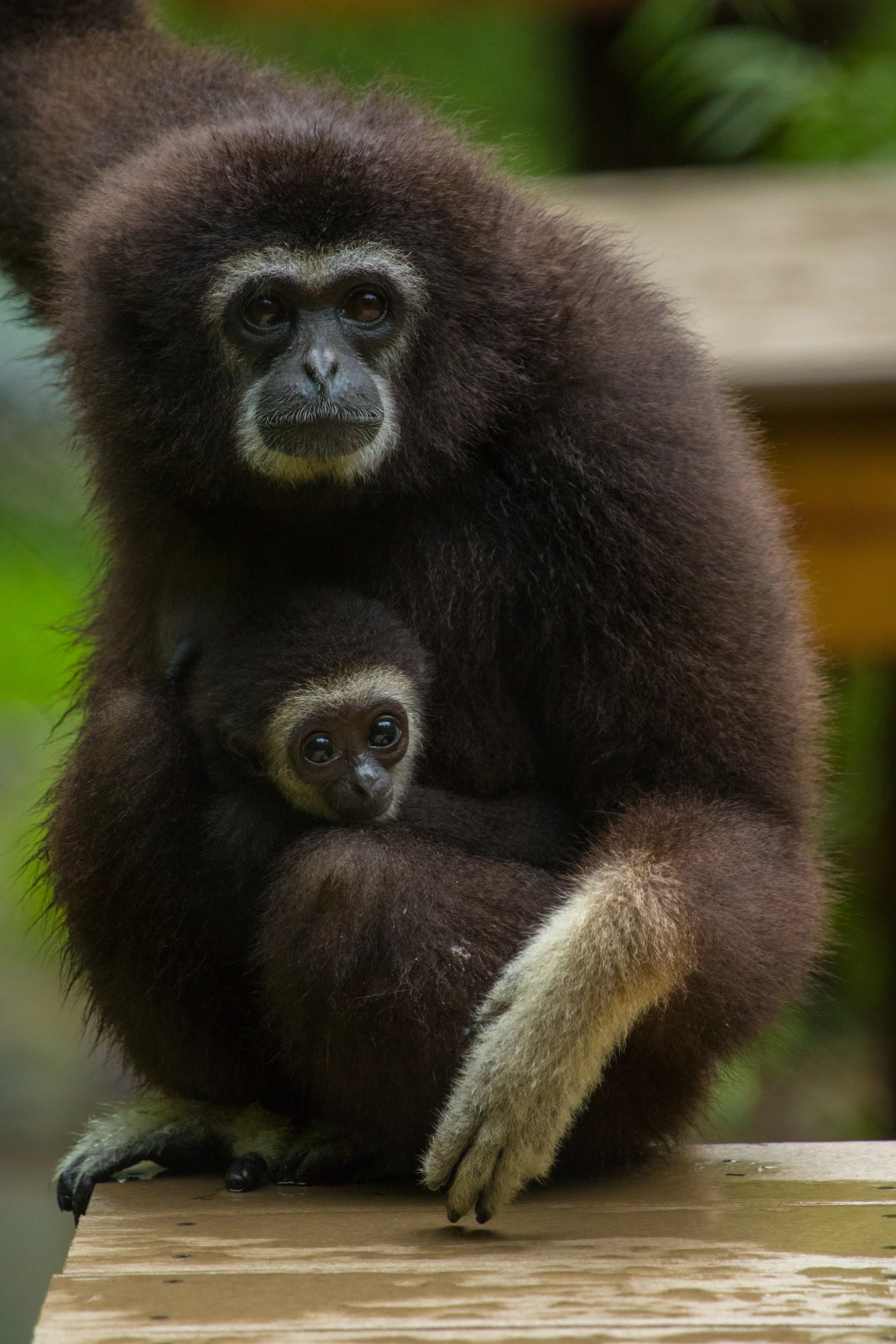 The Gibbon SSP — Gibbon SSP