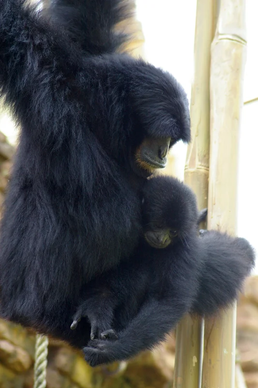 Siamang, Disney’s Animal Kingdom