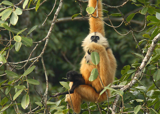 Cao Vit gibbon
