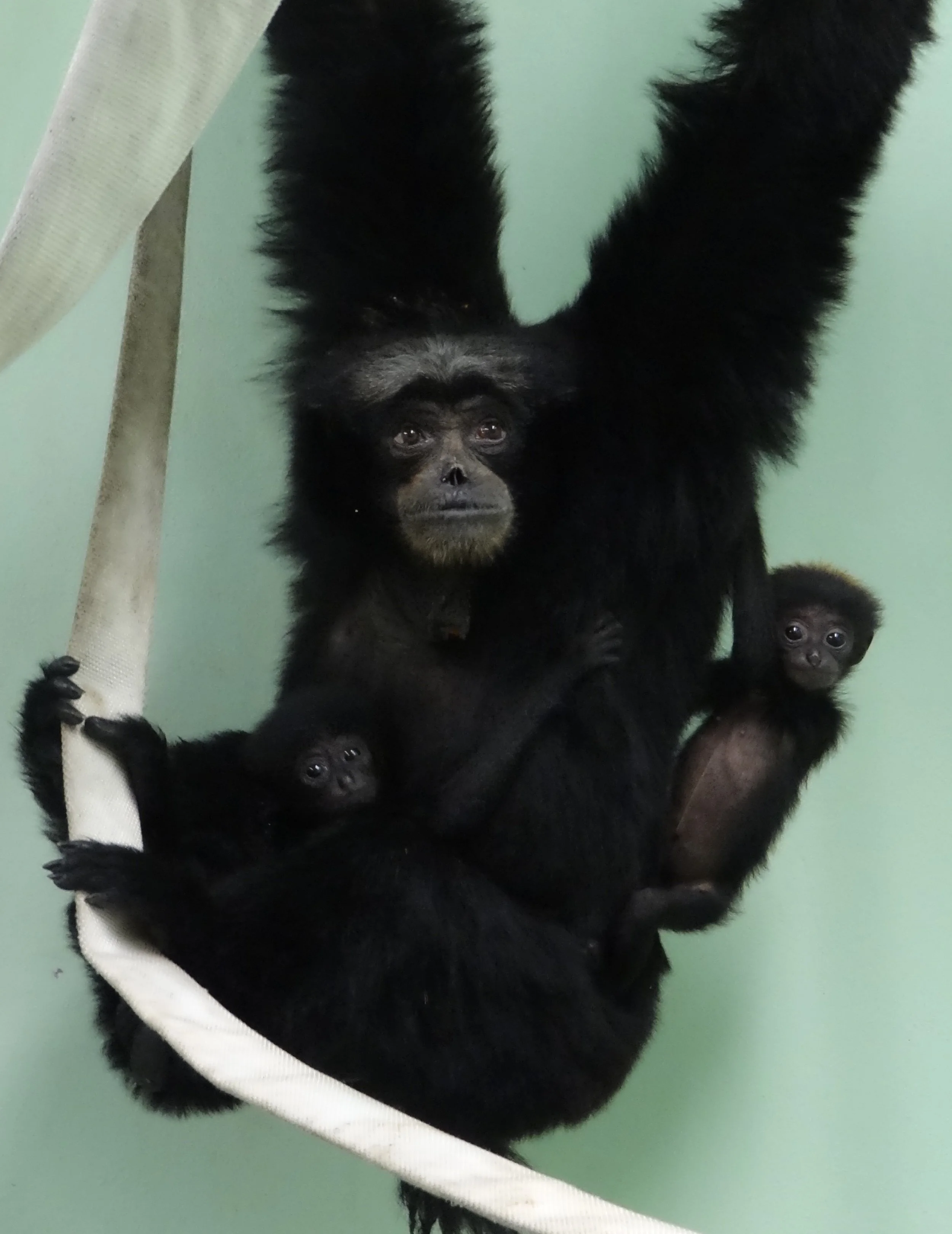 Male raising twin females rejected by mother, Disney’s Animal Kingdom