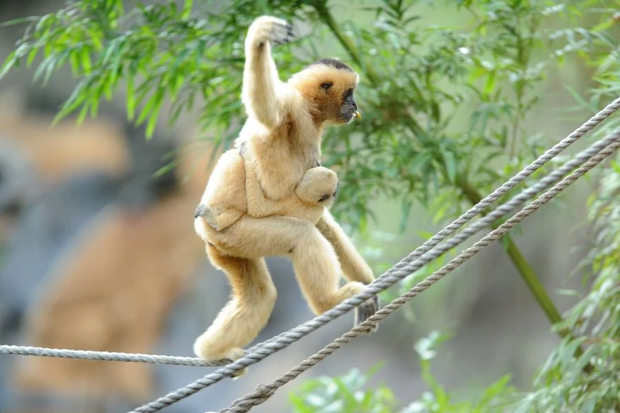 Bipedal locomotion, Disney’s Animal Kingdom