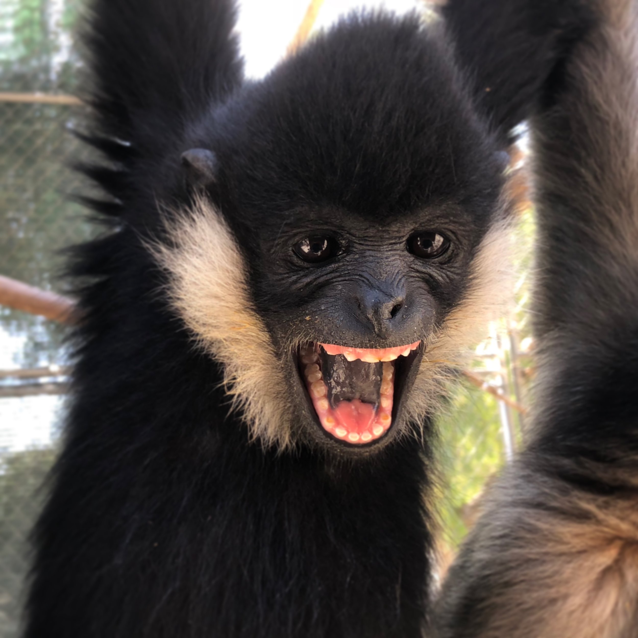 Gibbon Conservation Center