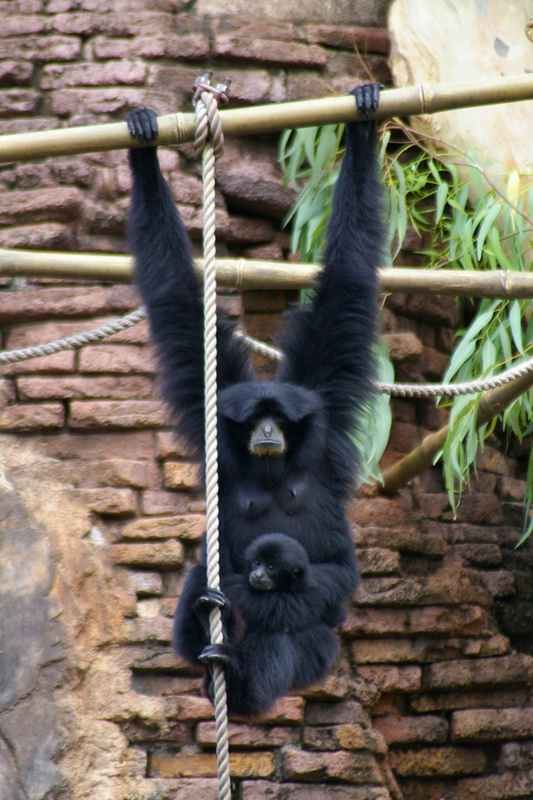 Disney's Animal Kingdom