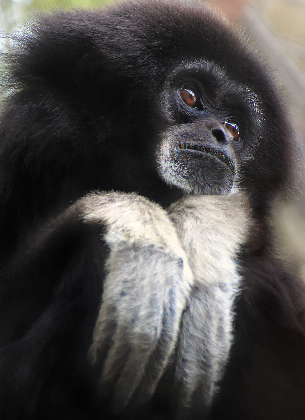Sacramento Zoo