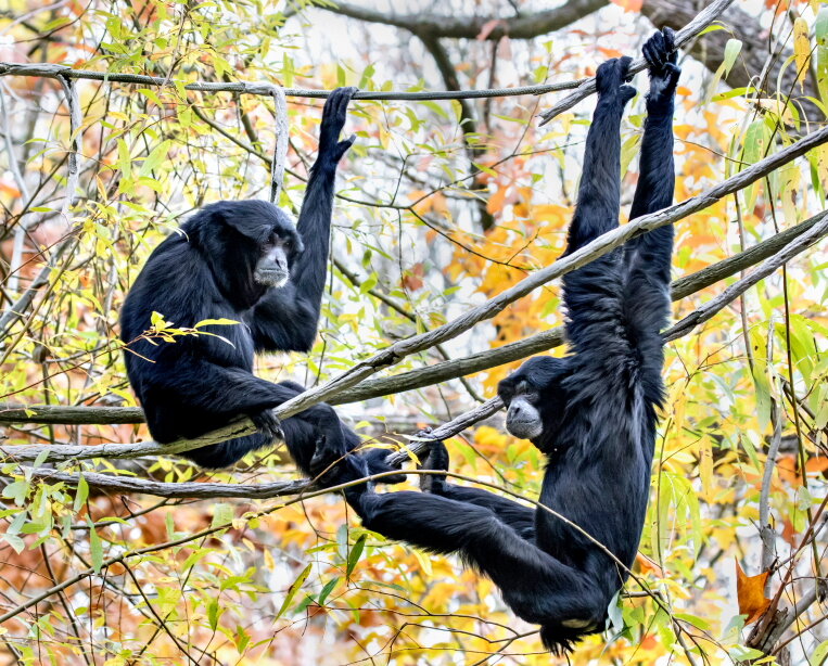 Woodland Park Zoo