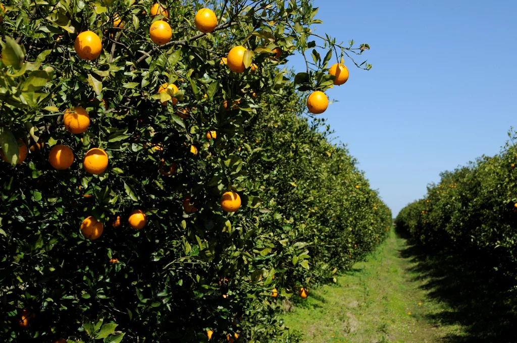 OJ Trees.jpg
