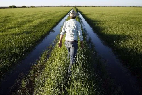 rice2.jpg