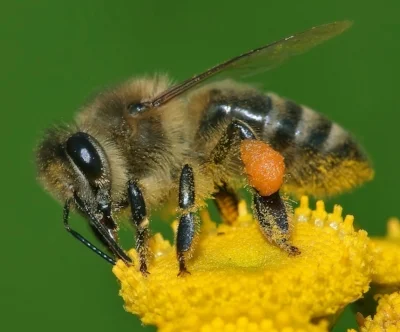 upclosebee.jpg