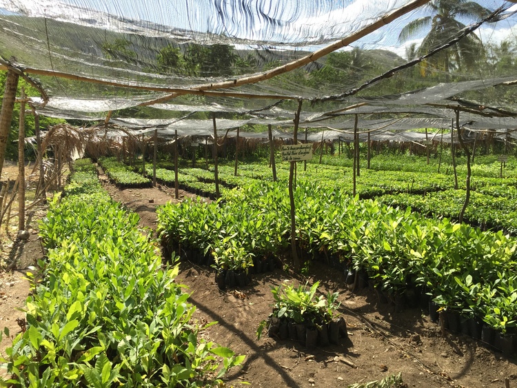 a+tree+nursery+that+looks+a+lot+like+what+we+are+planning+now.jpeg