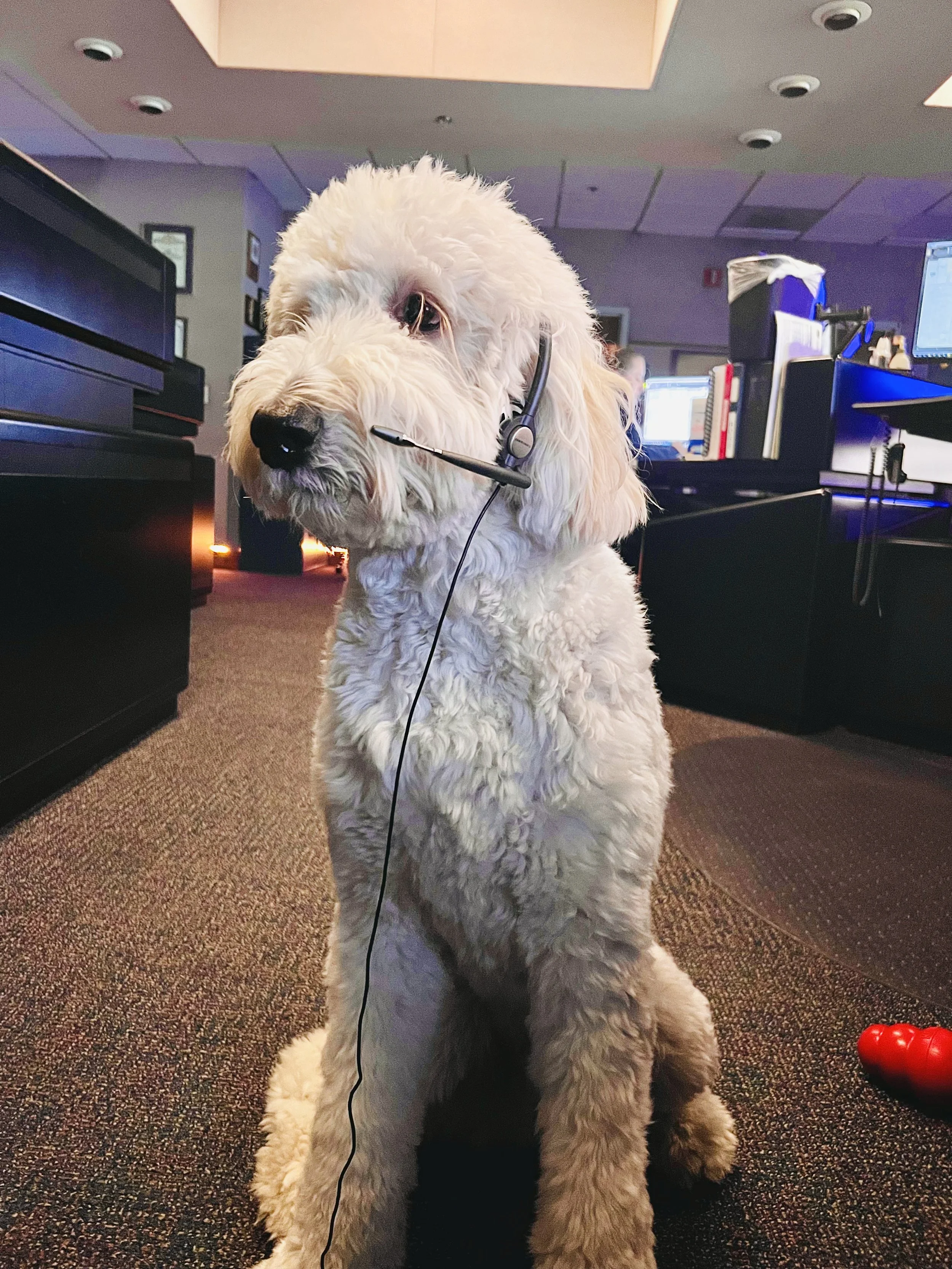 Cooper The 911 Dispatch Dog Brings Them Back To Their Baseline