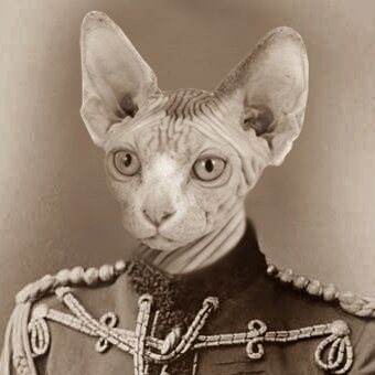 Col. Kitteh.jpg