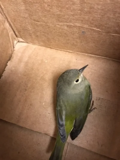 YestoNature-warbler.jpeg