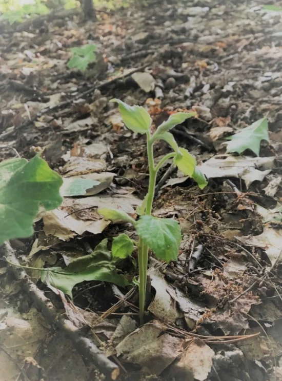 Yestonature_Seedling.jpg