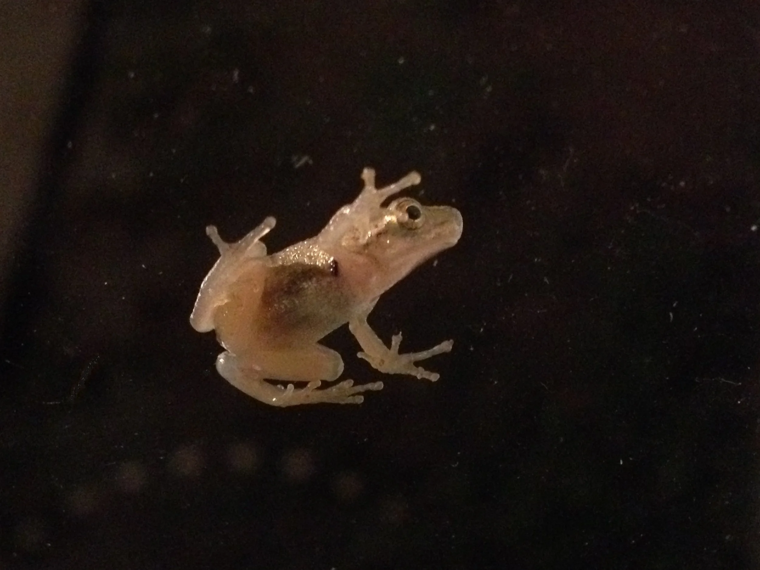Spring Peeper on a window.