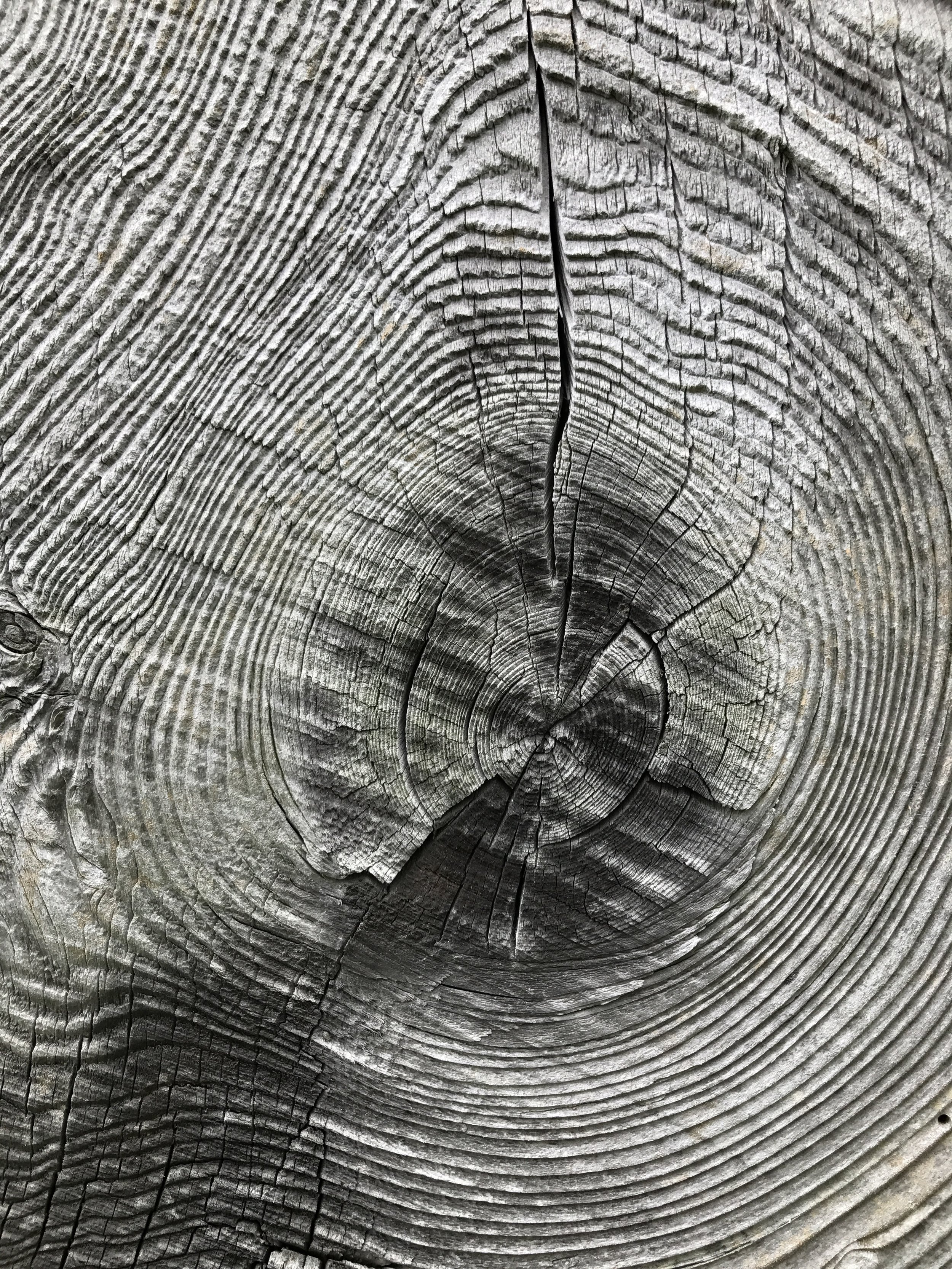 Mission To Save The Honey Bees