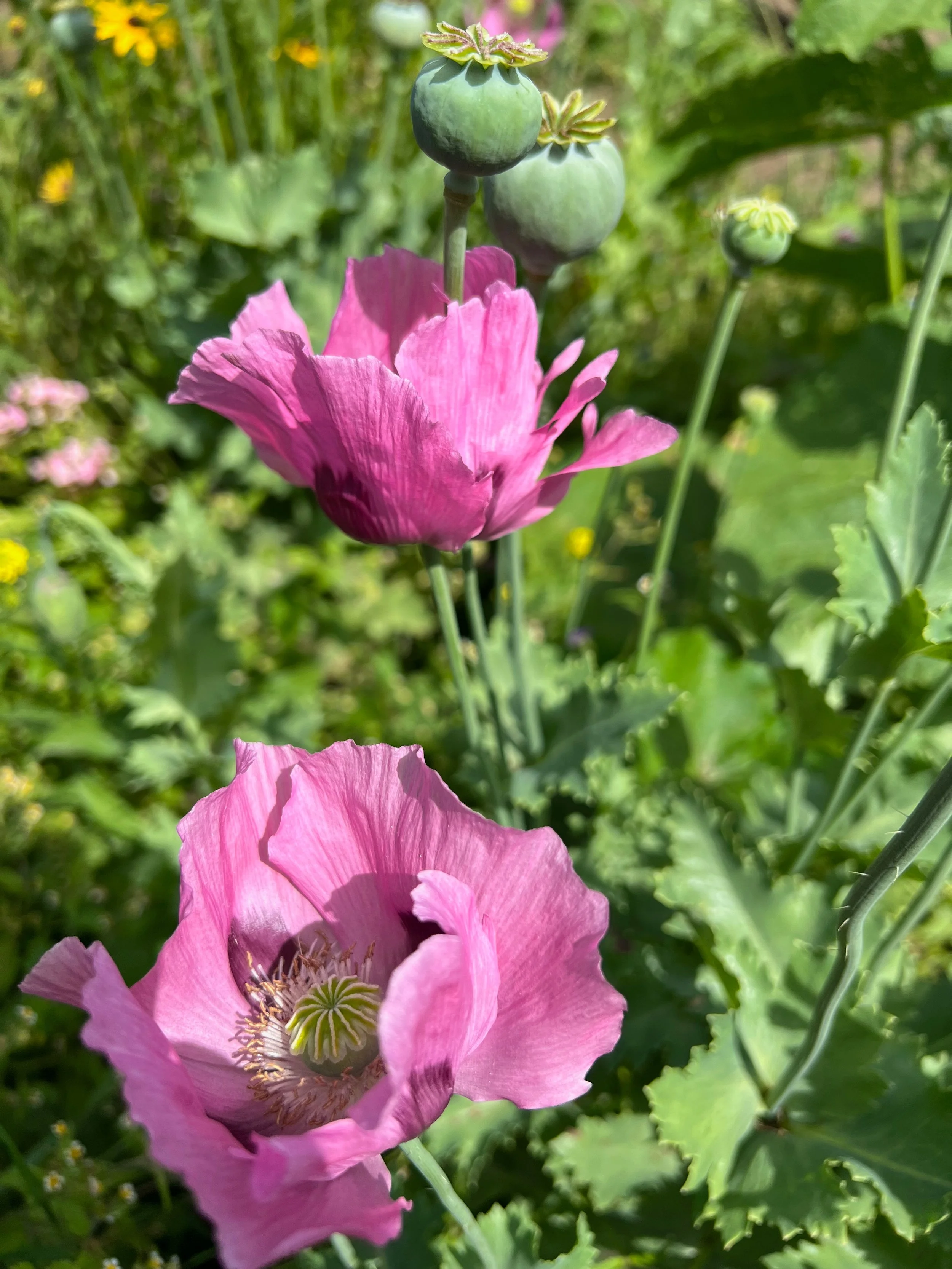 First pollen this year 