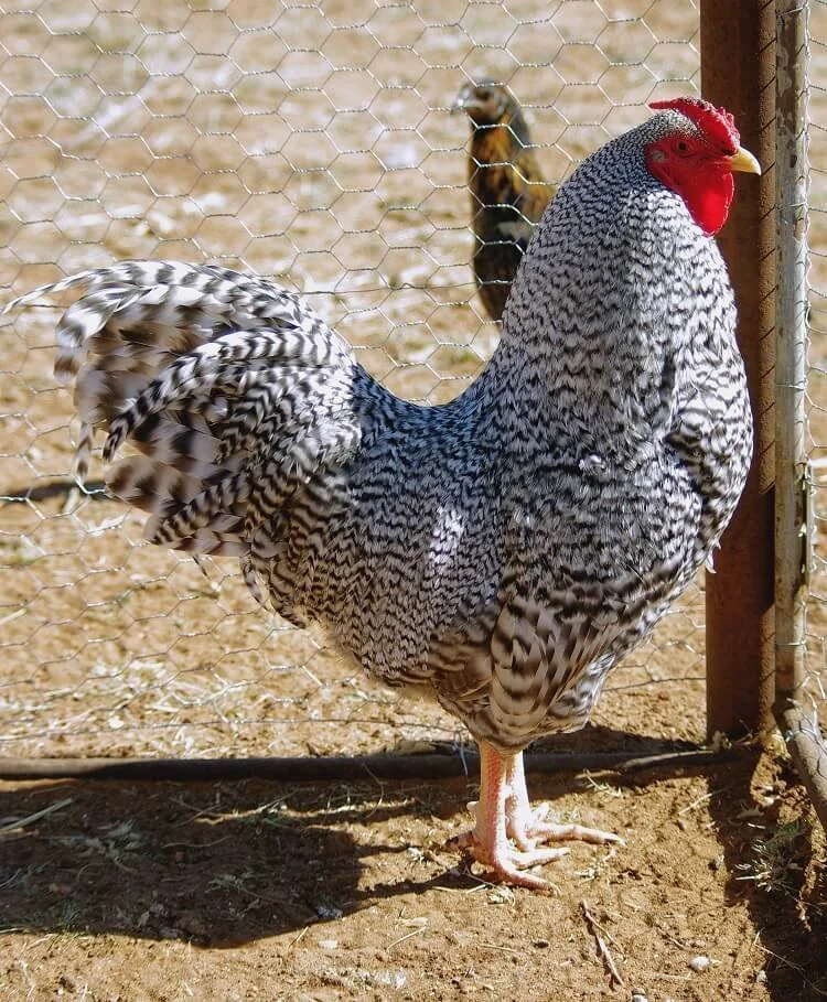The Dominique Chicken