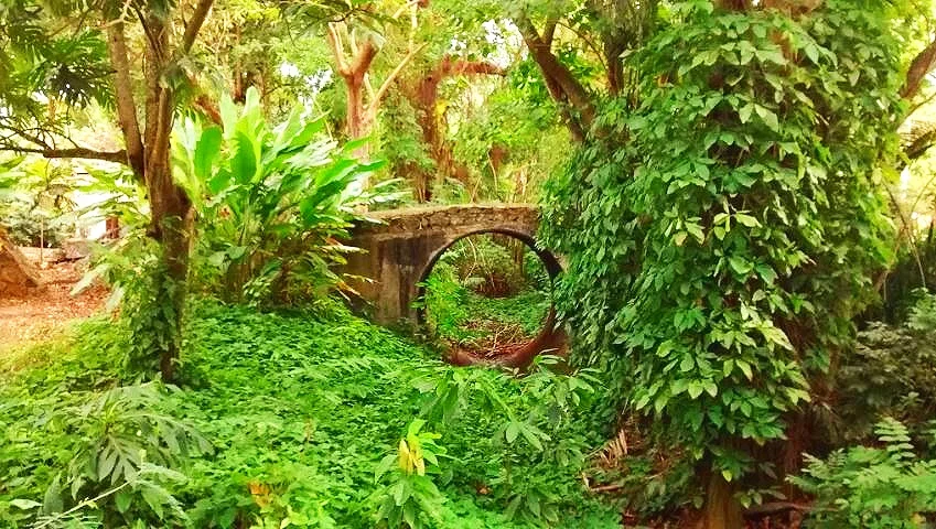 garden.jpg