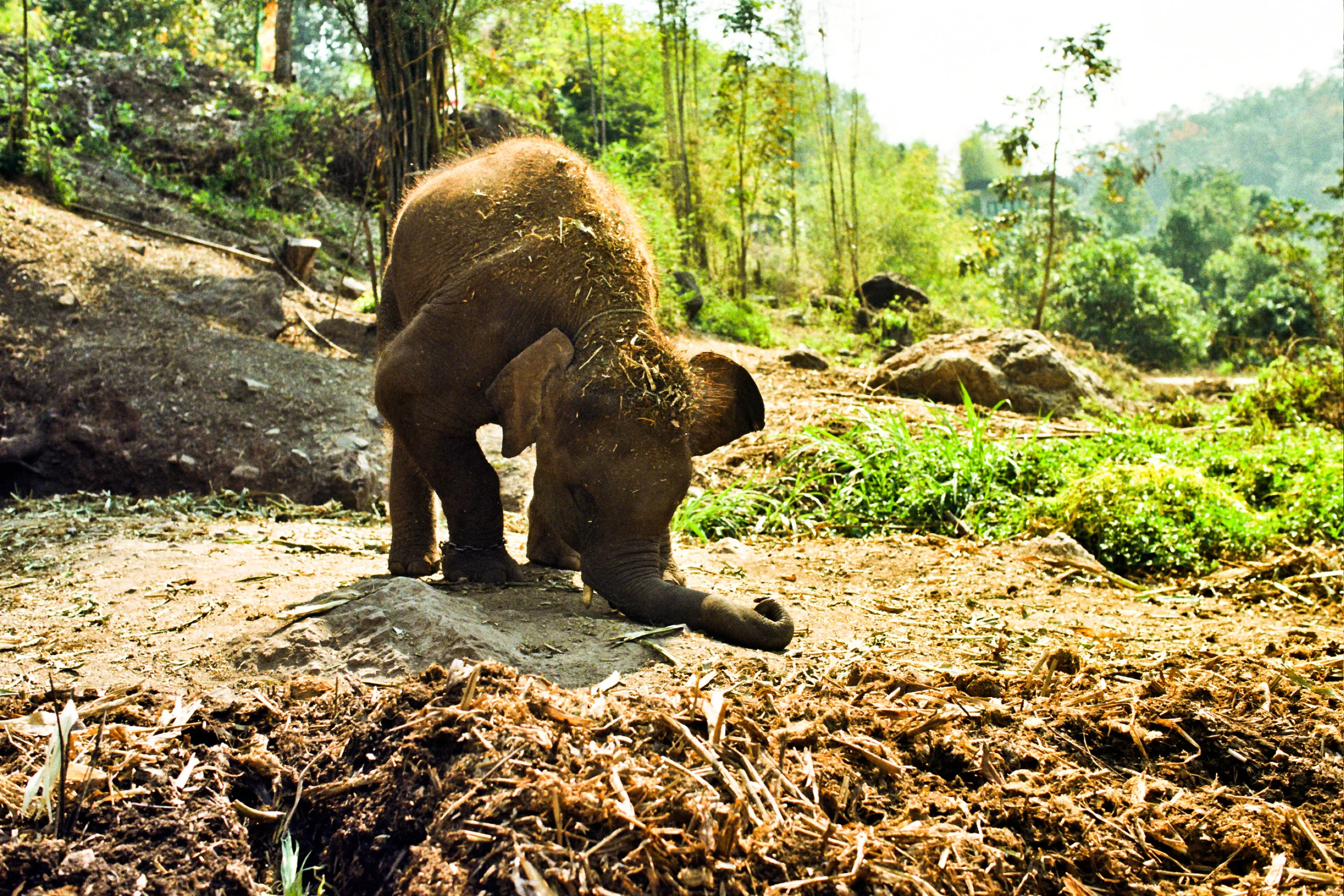 Chiang Mai, Thailand
