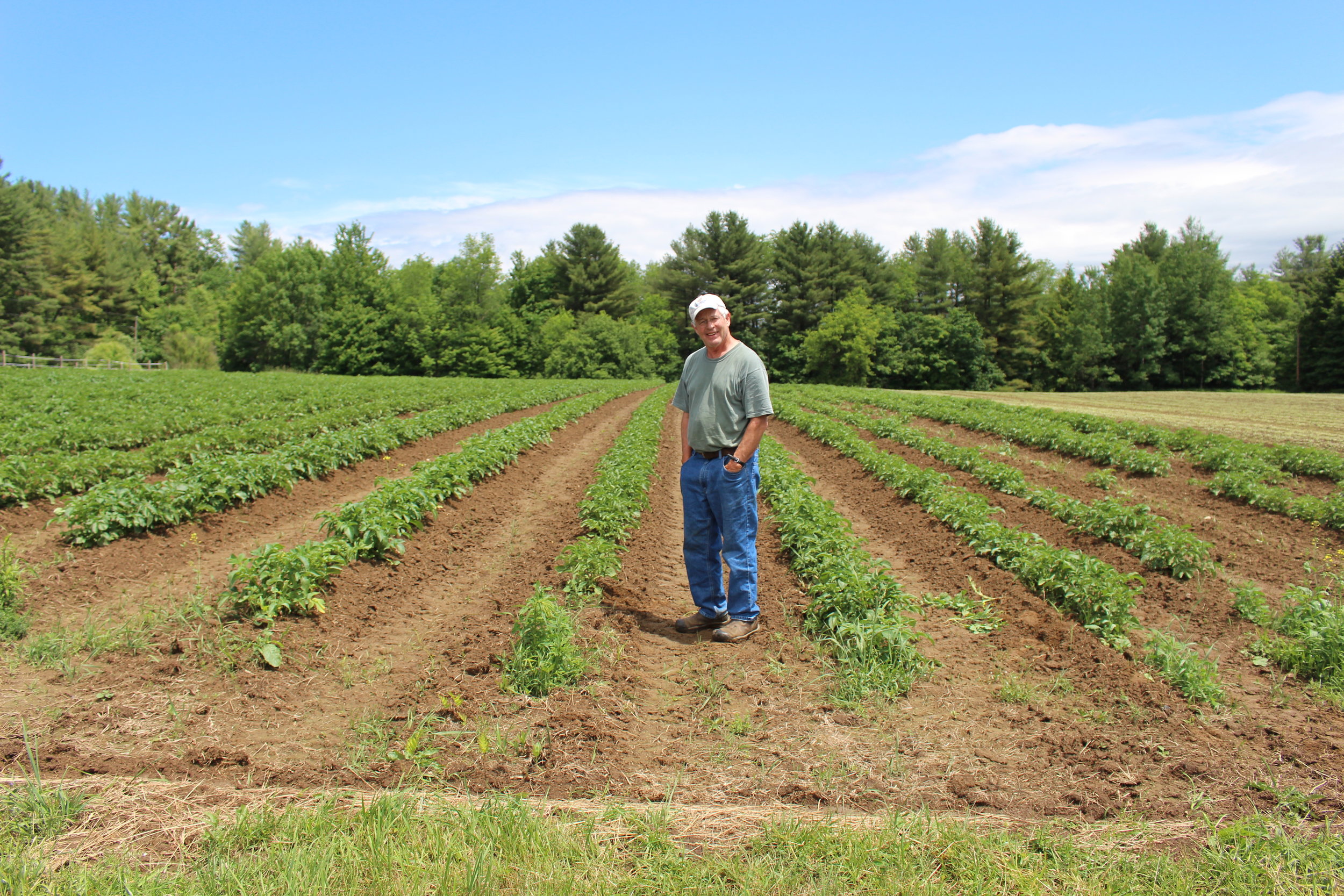 Potato field.JPG