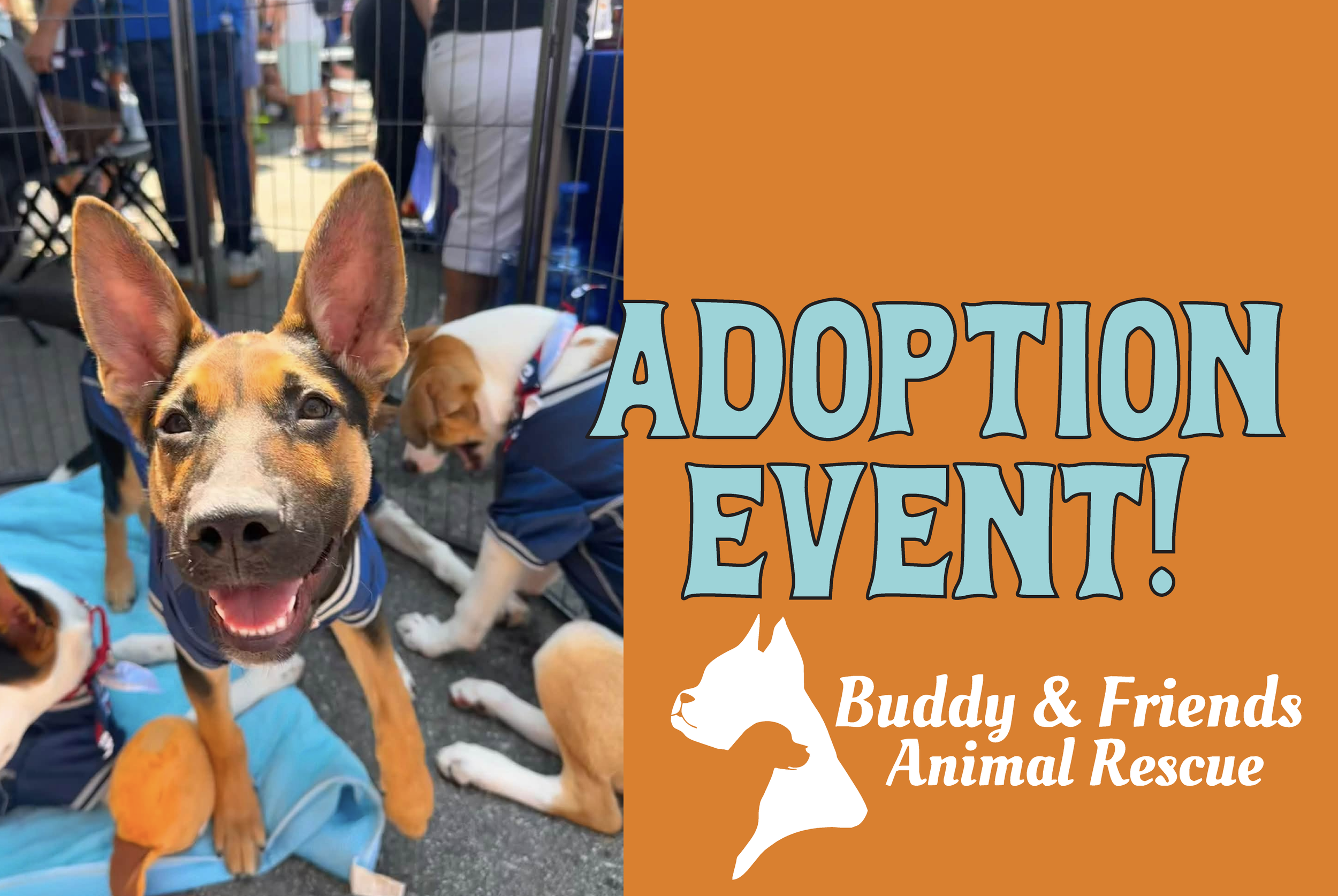 Buddy &amp; Friends Animal Rescue Adoption Event