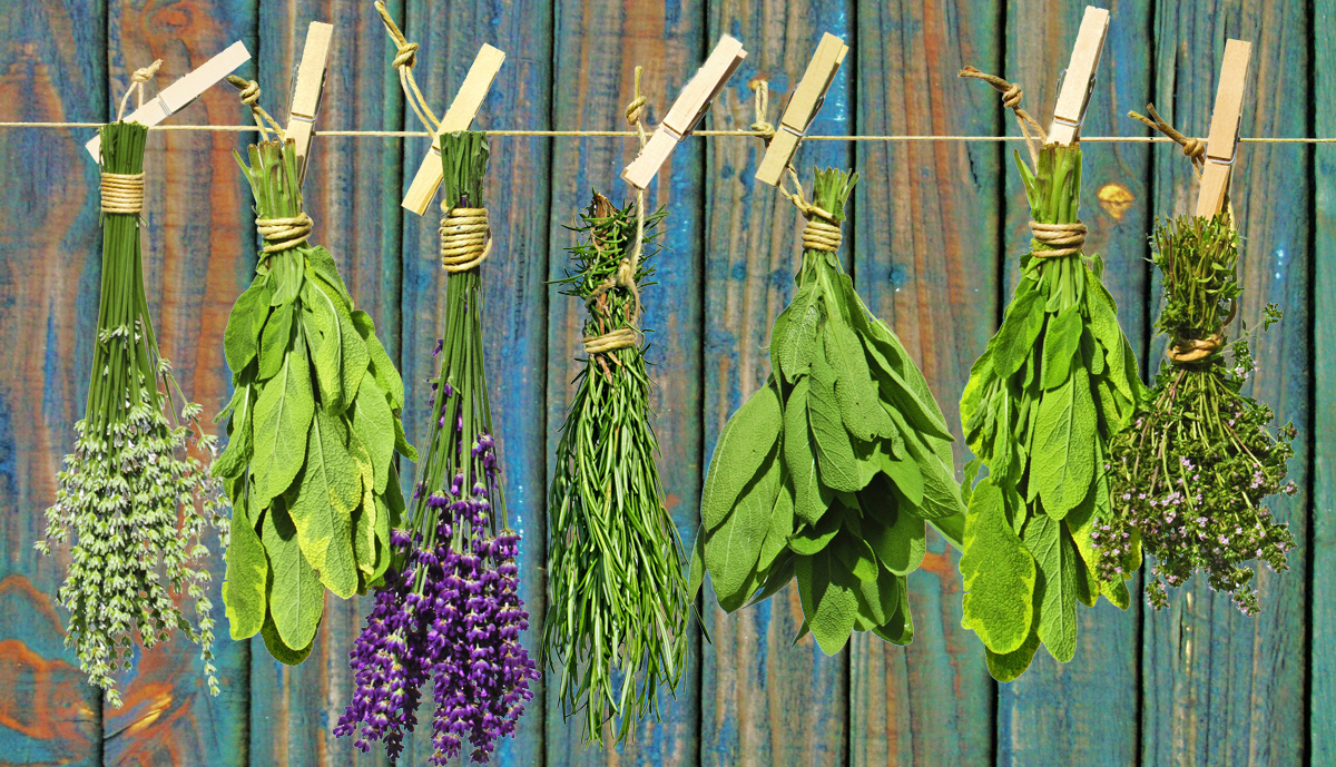dried-herb-fence.jpg