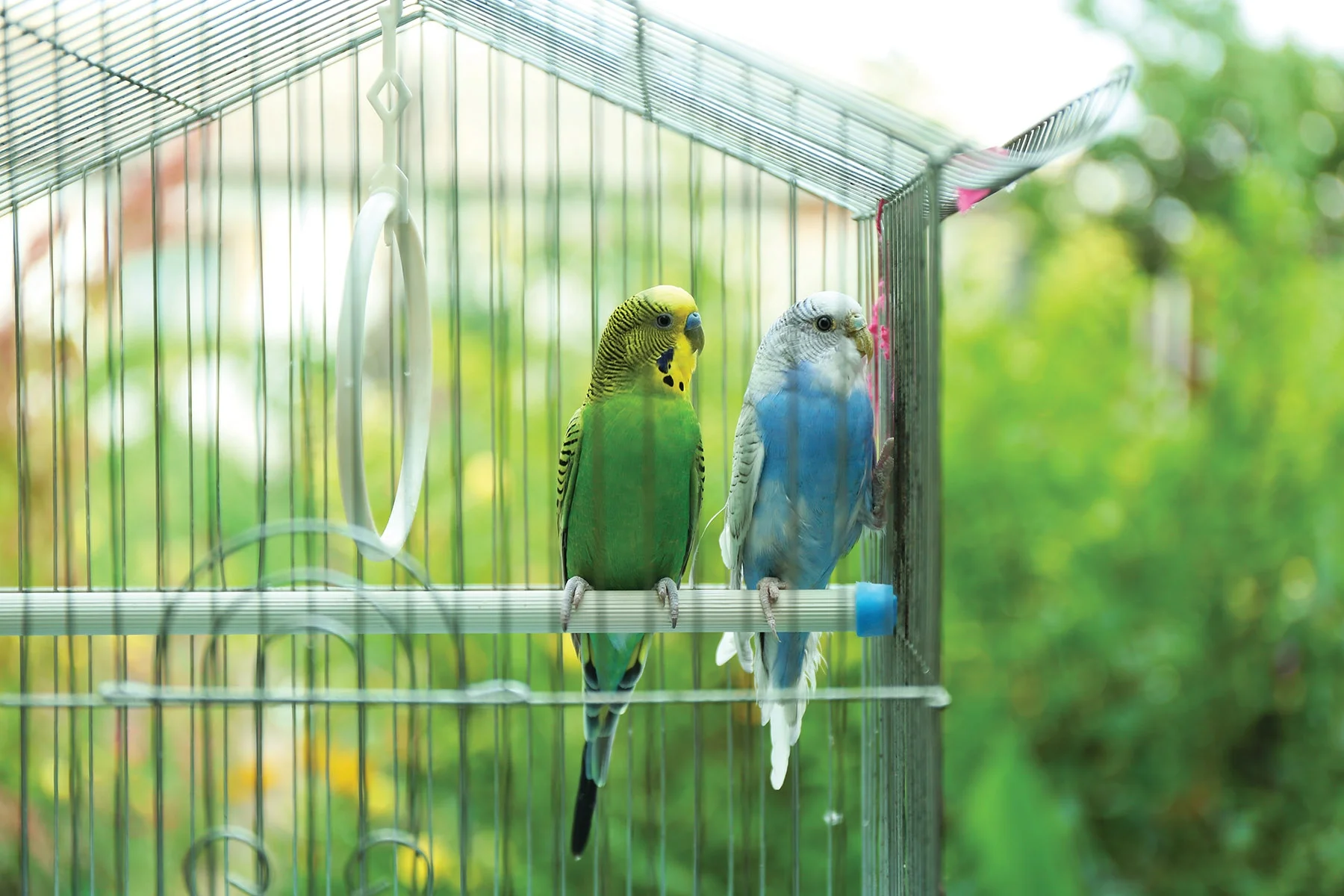 zimportsbirdcage.jpg