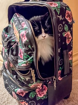 cat-1122088__340.jpg