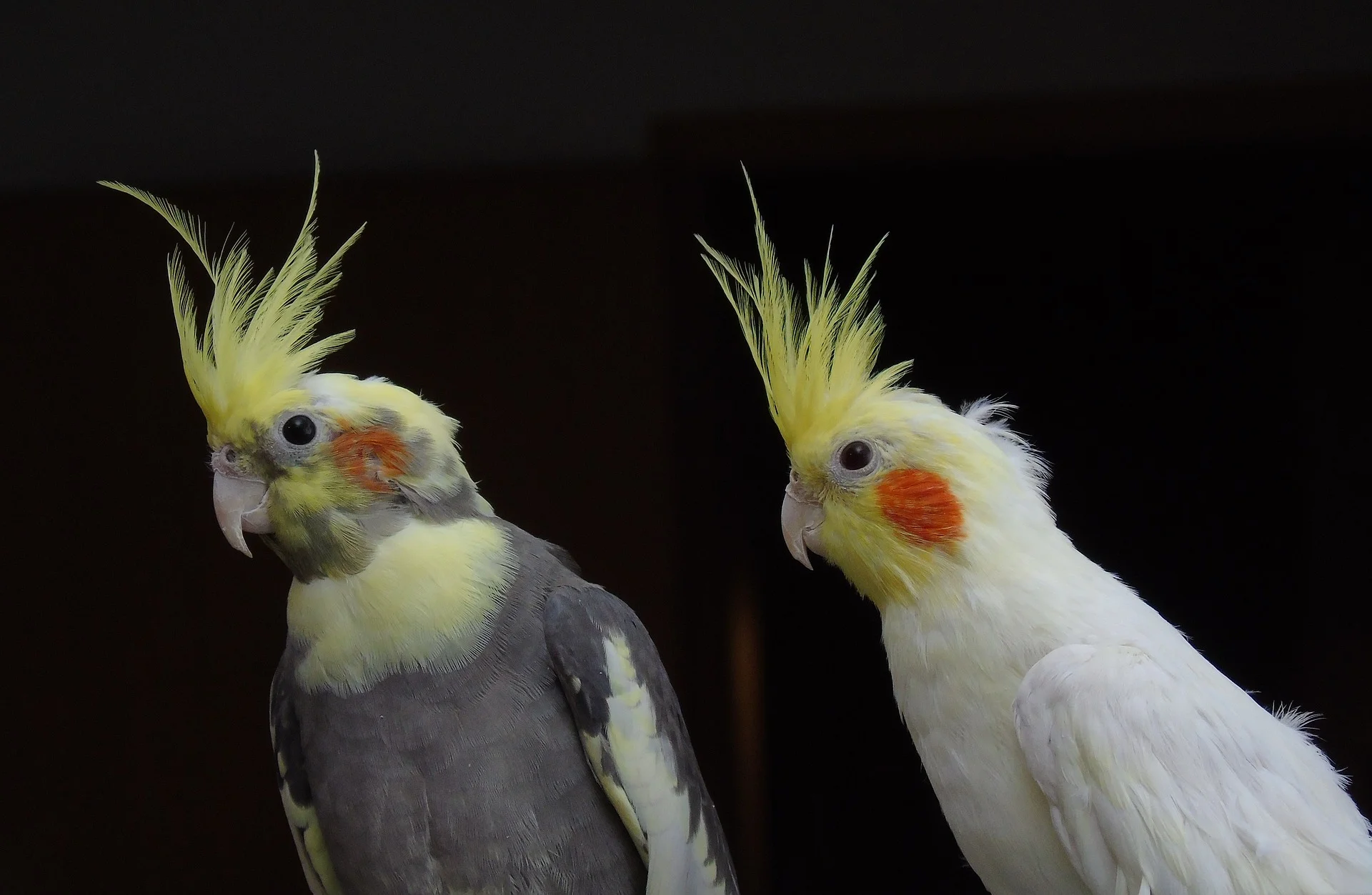 cockatiel-2095771_1920.jpg