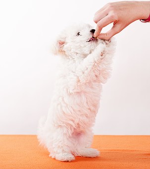 #1. Puppy Food