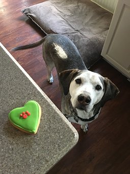 #5. Treats for training