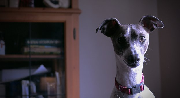 #6. Adjustable collar and ID