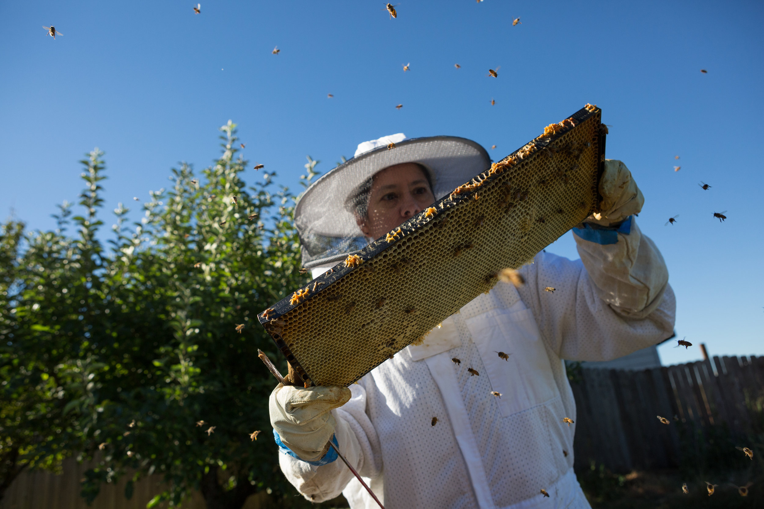 mirandadaviduk-backyardbeekeeper01.jpg