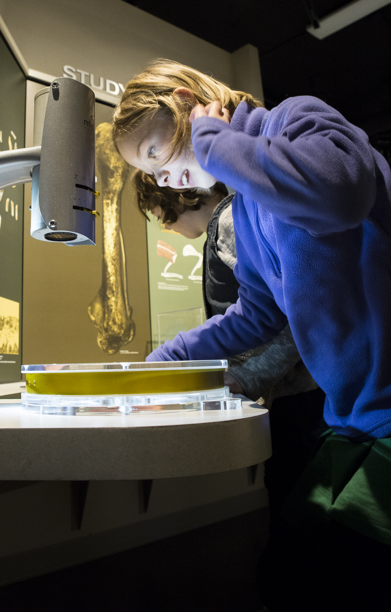  Aspiring plant scientist, Kora Purdy, 9, looks at a magnified fossil at the University of Oregon Museum of Natural and Cultural History after a fossil workshop.  