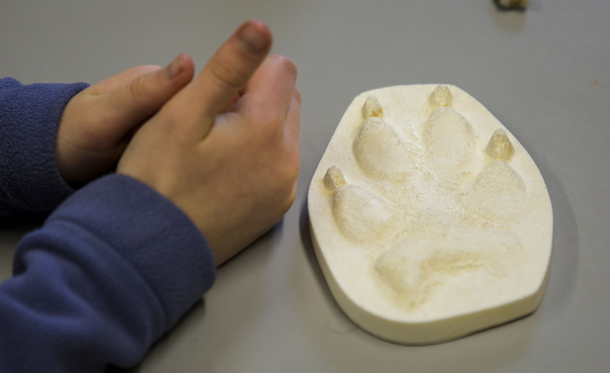 Purdy holds her hands next to an mold of a wolf track at the UO Natural and Cultural History Museum. At the museum, she learned about local fossils and how to identify animals from their bones.