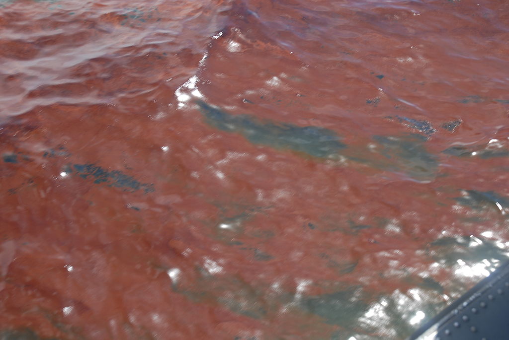 Oil slick after BP spill