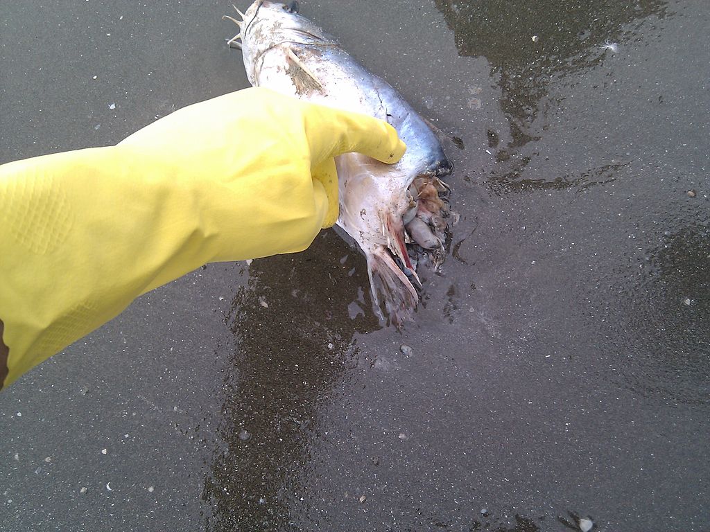 Dead fish leaks oil when poked