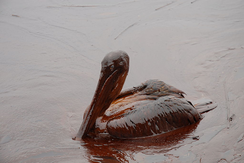 Oiled brown pelican