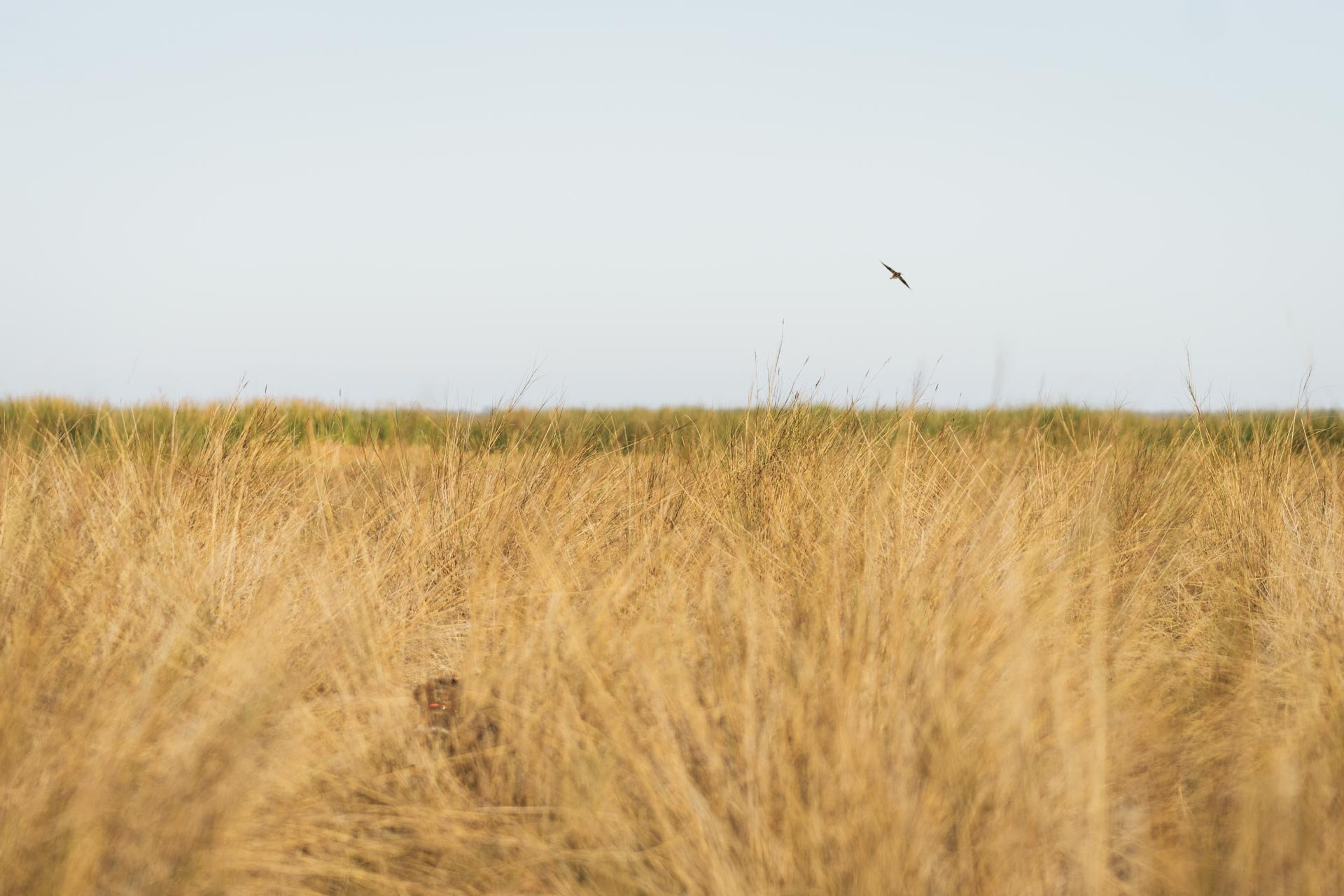 Hunting Web Gallery-03923.jpg